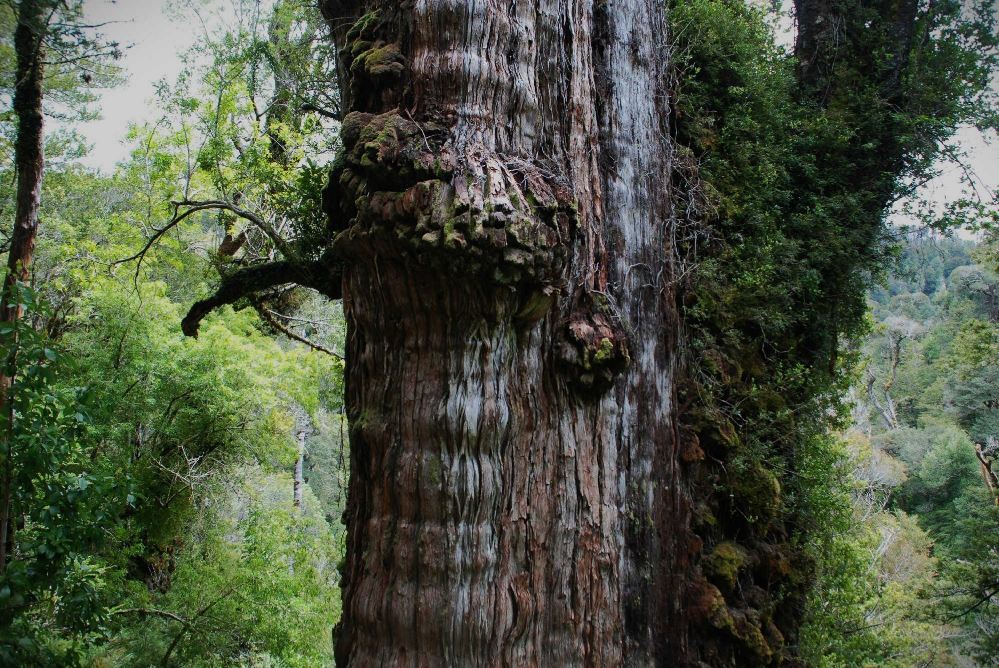 Header página web estudios omori, representando un alercer